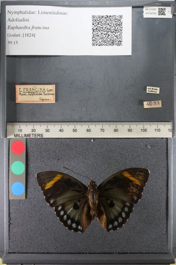 Media type: image;   Entomology 142760